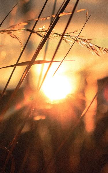Sunset through wheat