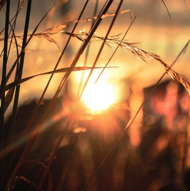 Sunset through a field of wheat